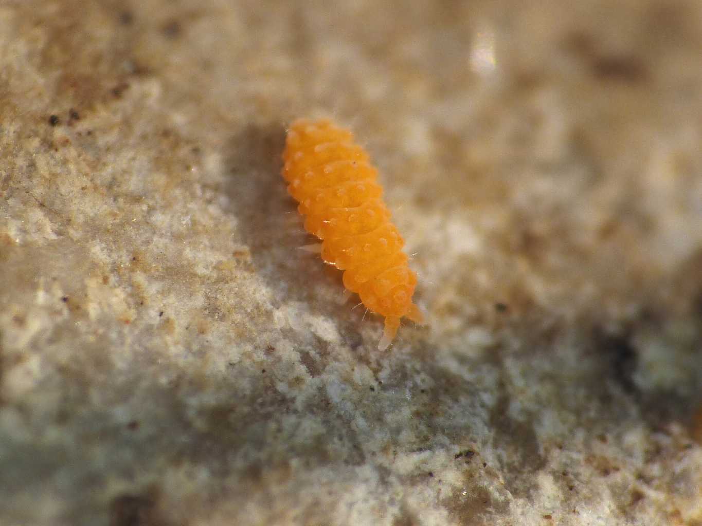 Bilobella aurantiaca (Caroli,1910)